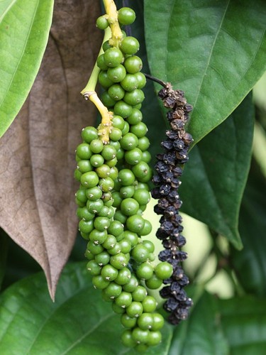 Black pepper plant live - 5,